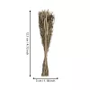 Szárazvirág 45cm natúr Caraquet@