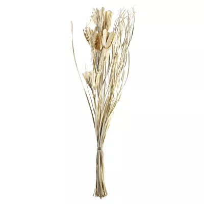 Szárazvirág 100cm natúr Senneterre@