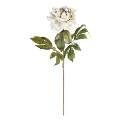 Művirág pünkösdirózsa fh/v.bar@ Semporna