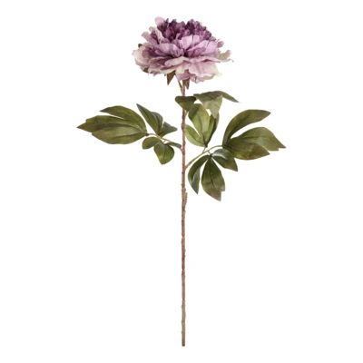 Művirág pünkösdi rózsa lila @ Semporna